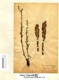 Attēlu rezultāti vaicājumam “Orobanche coerulescens”