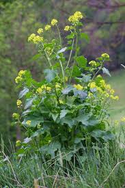 Attēlu rezultāti vaicājumam “Sinapis arvensis flower”