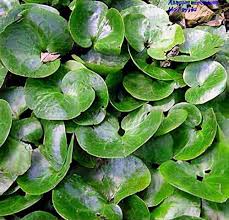 Attēlu rezultāti vaicājumam “Asarum europaeum leaf”