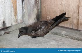 Image result for Oceanodroma monorhis