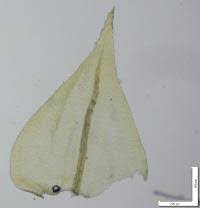 Attēlu rezultāti vaicājumam “Cribraria oregana stalked”