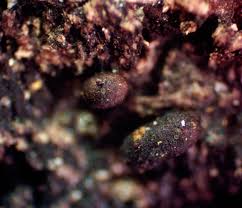 Attēlu rezultāti vaicājumam “Trichia longipalpis macro”