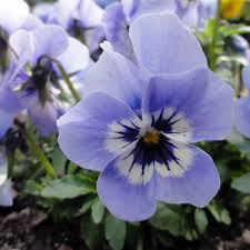 Image result for Hornveilchen