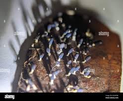 Attēlu rezultāti vaicājumam “Diachea leucopodia young”