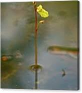 Attēlu rezultāti vaicājumam “Utricularia minor”