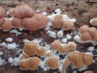 Attēlu rezultāti vaicājumam “Hypocrea rufa”