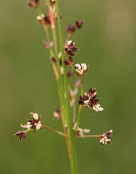 Attēlu rezultāti vaicājumam “Juncus alpinoarticulatus”