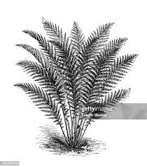 Attēlu rezultāti vaicājumam “Polystichum aculeatum”