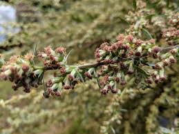 Attēlu rezultāti vaicājumam “Artemisia vulgaris flower”
