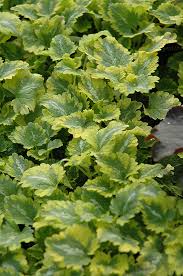 Attēlu rezultāti vaicājumam “Lamium maculatum leaf”