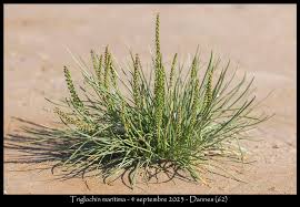 Attēlu rezultāti vaicājumam “Triglochin maritimum”