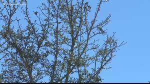 Attēlu rezultāti vaicājumam “pollen corona”