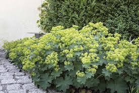 Image result for Alchemilla mollis