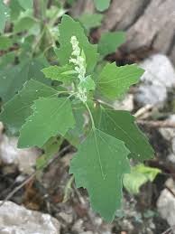 Image result for Chenopodium album