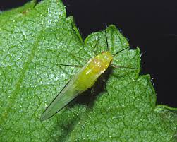 Attēlu rezultāti vaicājumam “Thecabius affinis nymph”