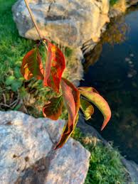 Attēlu rezultāti vaicājumam “Euonymus europaeus leaf”