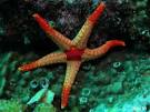 Echinoderms (starfish, brittle star, sea urchin, feather star, sea ...