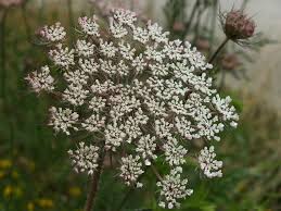 Attēlu rezultāti vaicājumam “Daucus carota subsp. carota”