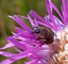 Attēlu rezultāti vaicājumam “Larinus sp.”