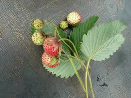 Attēlu rezultāti vaicājumam “Fragaria viridis fruit”