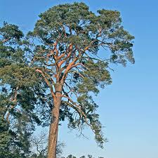 Attēlu rezultāti vaicājumam “Pinus sylvestris var. turfosa”