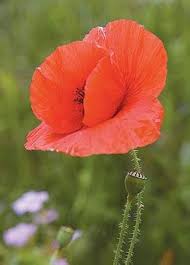 Attēlu rezultāti vaicājumam “Papaver rhoeas”