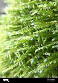 Attēlu rezultāti vaicājumam “Neckera complanata sporophyte”