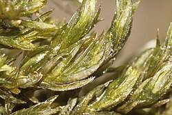 Attēlu rezultāti vaicājumam “Cinclidotus danubicus”