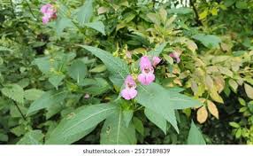 Attēlu rezultāti vaicājumam “Impatiens glandulifera leaf”