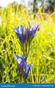 Attēlu rezultāti vaicājumam “Gentiana pneumonanthe”