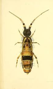 Attēlu rezultāti vaicājumam “Orchesella sp.”