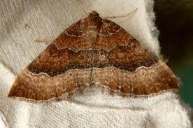 Attēlu rezultāti vaicājumam “Larentia clavaria”