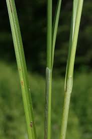 Attēlu rezultāti vaicājumam “Carex diandra leaf”