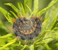 Attēlu rezultāti vaicājumam “Acronicta auricoma larva”