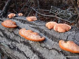 Attēlu rezultāti vaicājumam “Pycnoporus cinnabarinus”