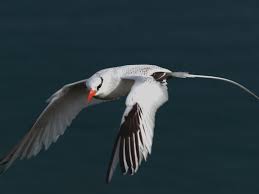 Image result for Phaethon aethereus