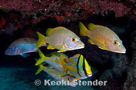 Image result for Lutjanus apodus