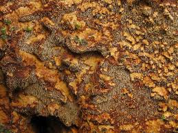 Attēlu rezultāti vaicājumam “Asterodon ferruginosus”