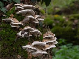 Attēlu rezultāti vaicājumam “Bjerkandera fumosa”