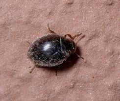 Attēlu rezultāti vaicājumam “Byrrhidae”