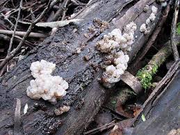 Attēlu rezultāti vaicājumam “Tremella encephala”