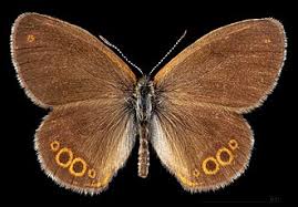 Attēlu rezultāti vaicājumam “Coenonympha hero”