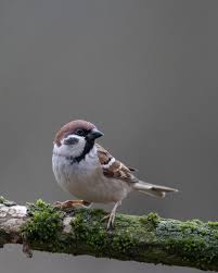 Image result for Passer montanus