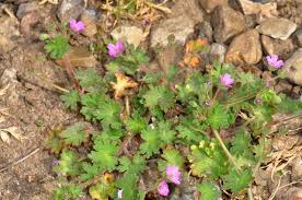 Attēlu rezultāti vaicājumam “Geranium molle”