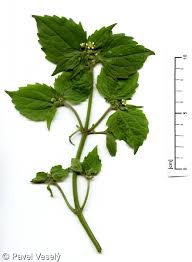 Attēlu rezultāti vaicājumam “Galinsoga quadriradiata”