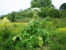 Attēlu rezultāti vaicājumam “Heracleum sosnowskyi”