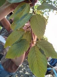 Attēlu rezultāti vaicājumam “Betula alleghaniensis leaf”