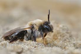 Attēlu rezultāti vaicājumam “Andrena vaga”
