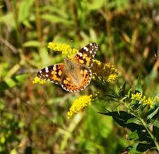 Attēlu rezultāti vaicājumam “Vanessa cardui underside”