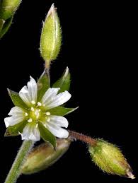 Attēlu rezultāti vaicājumam “Cerastium holosteoides fruit”